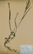 herbier.jpg (8707 bytes)