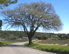 arbrelorgues.jpg (48731 bytes)