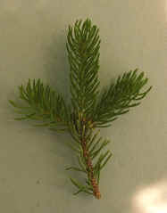 epicea.jpg (34536 bytes)