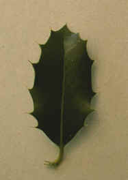 houx.jpg (32891 bytes)