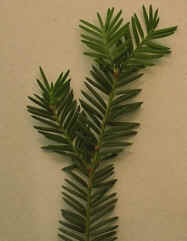 if.jpg (37196 bytes)