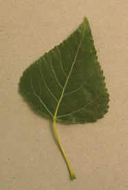 peuplier.jpg (38832 bytes)