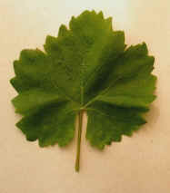 vigne.jpg (31175 bytes)