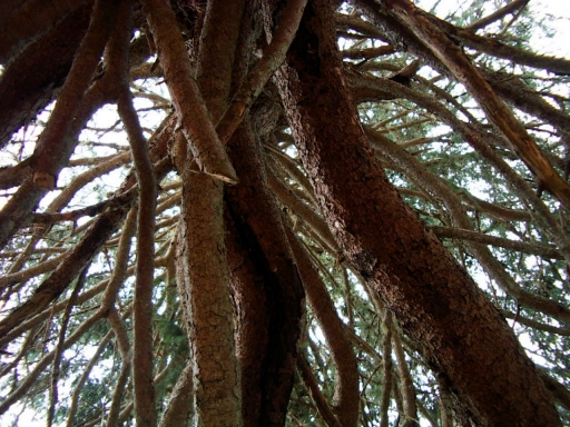 GRAFFITI 026 MANCINO AMANDINE.jpg (229472 bytes)