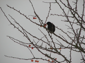 aragou.jpg (79535 bytes)