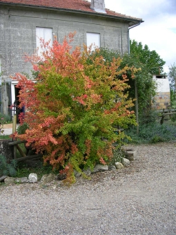 baylan.jpg (104887 bytes)