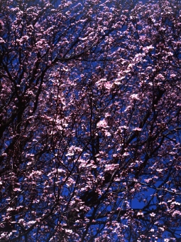 berard.jpg (139072 bytes)