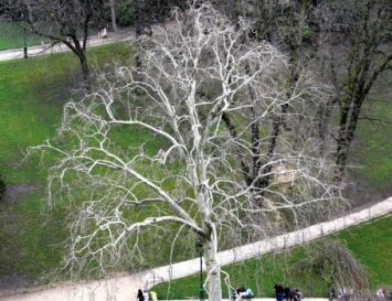 bernard.jpg (115645 bytes)