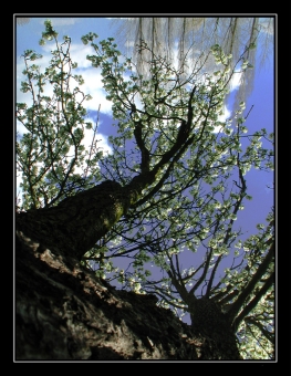 bleriot.jpg (102530 bytes)