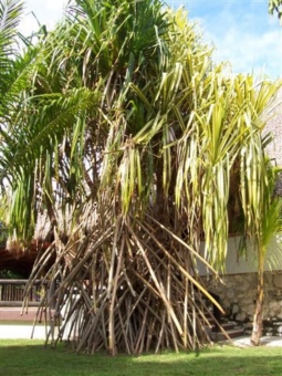 cecile.jpg (103588 bytes)