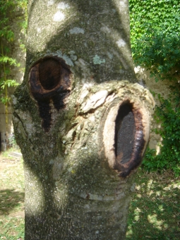 denis.jpg (103405 bytes)