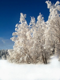 descamps.jpg (73489 bytes)