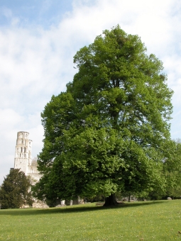 deswaziere.jpg (87401 bytes)