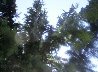 dohu.jpg (82200 bytes)