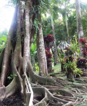 dormeque.jpg (106886 bytes)