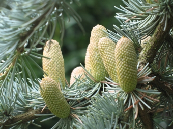 eudes.jpg (99410 bytes)