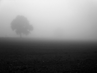 geoffroy.jpg (30470 bytes)