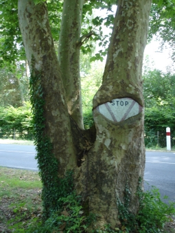 goix.jpg (100859 bytes)