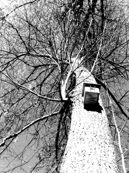 guyot.jpg (113408 bytes)