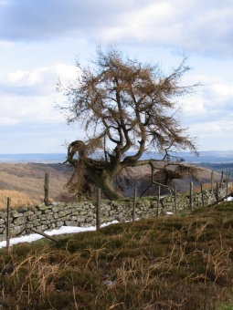 hiernard.jpg (87190 bytes)