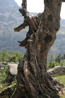 jungbluth.jpg (81691 bytes)