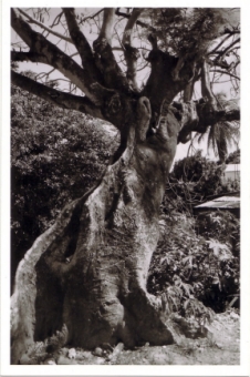 keller.jpg (80595 bytes)