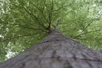 kroline.jpg (86582 bytes)