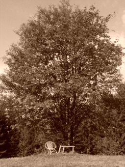 laeti.jpg (91726 bytes)