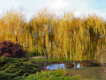 lecam.jpg (102504 bytes)