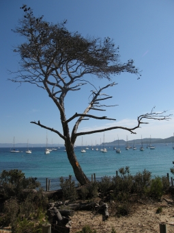 maurel.jpg (80056 bytes)