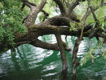 monego.jpg (111198 bytes)