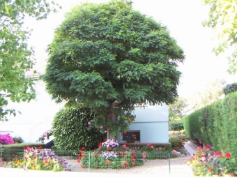 monique.jpg (95854 bytes)