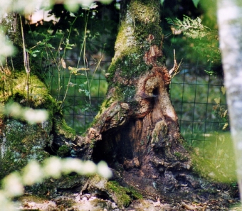 morgenthaler.jpg (124464 bytes)