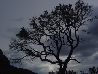 nelly.jpg (69074 bytes)