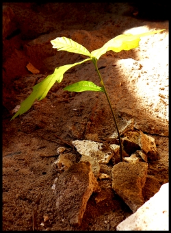 nicoweb.jpg (100729 bytes)