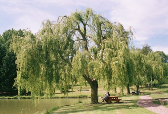 niniel.jpg (88173 bytes)