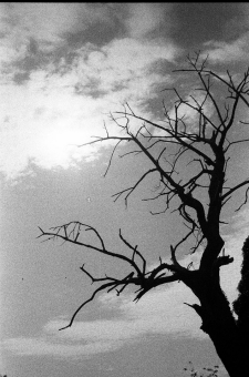 novelo.jpg (61194 bytes)