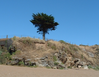 palefroy.jpg (75609 bytes)