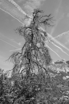 pereira.jpg (67802 bytes)