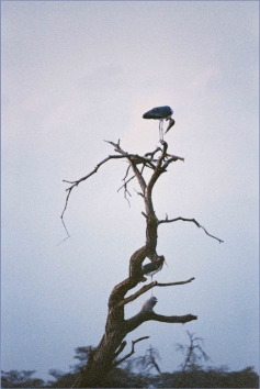 poppe.jpg (65206 bytes)