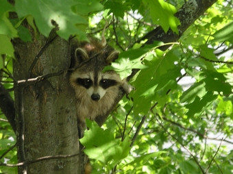 quevillon.jpg (97475 bytes)