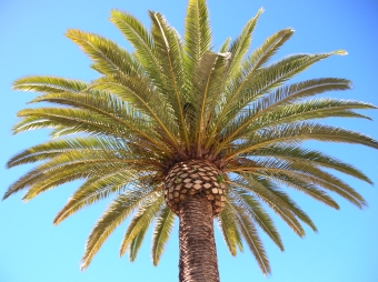 regnier.jpg (94158 bytes)