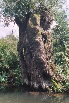 stablo.jpg (98551 bytes)