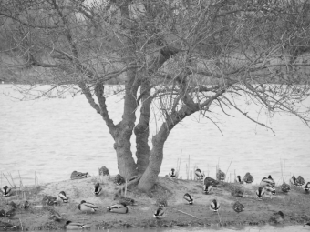 stephanie.jpg (72650 bytes)