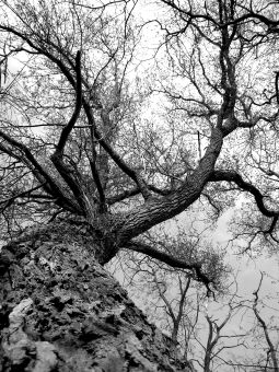 tamere.jpg (107000 bytes)