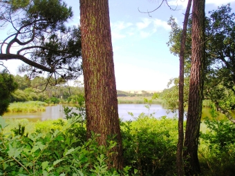 thever75.jpg (111019 bytes)