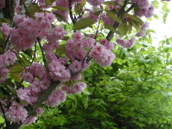 torchefelon.jpg (105703 bytes)