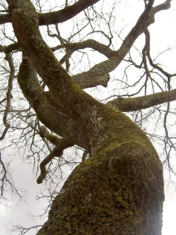 torralba.jpg (103382 bytes)