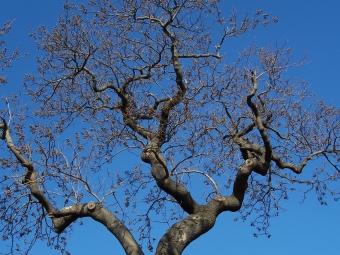 vicenzi.jpg (109840 bytes)