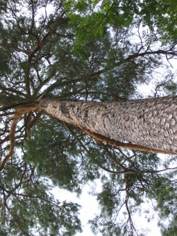 vinay.jpg (122282 bytes)